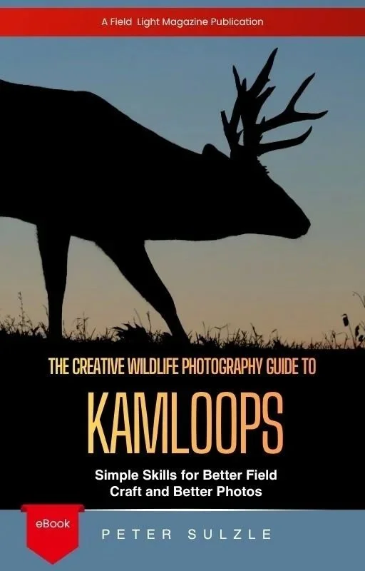Creative+Wildlife+Photography.jpg