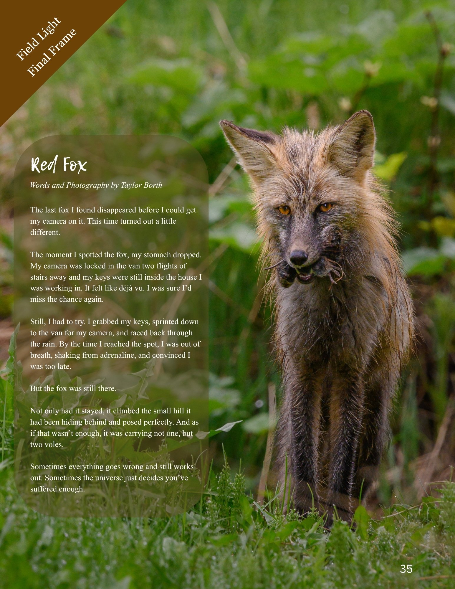 Yearly Subscription to Field Light Magazine