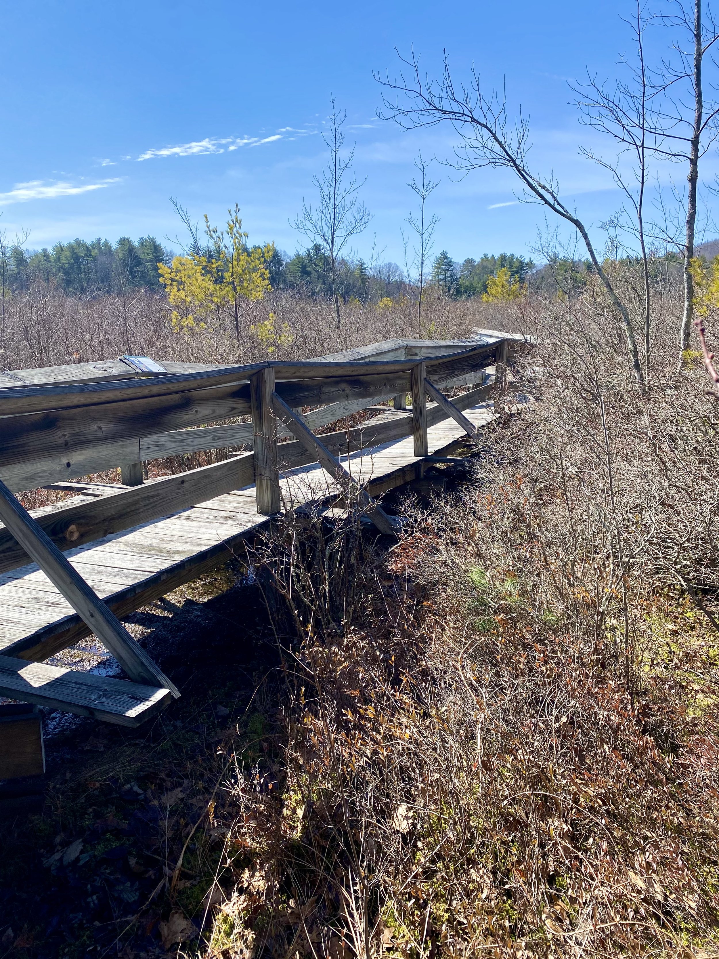 Our First Stride: The Bog Walk