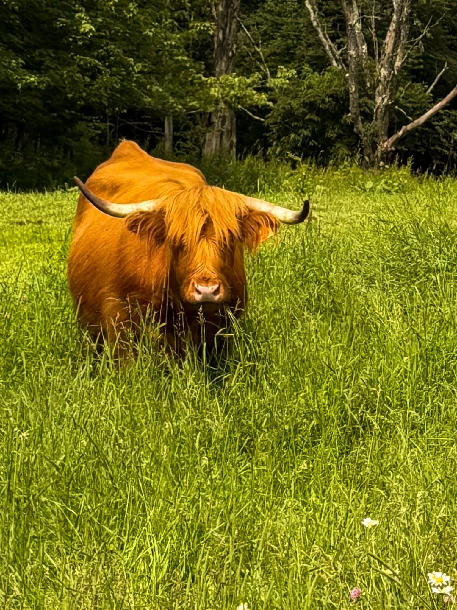 Stride Americana: The Hills are Alive for Hike #7 at the von Trapp Family Lodge &amp; Resort. And also, COOS!
