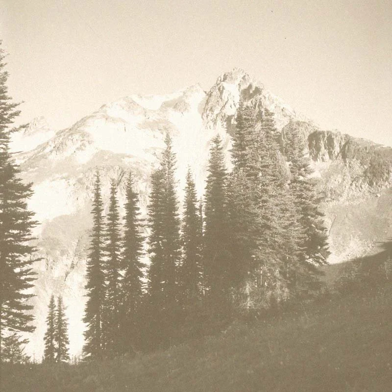 Mountain landscape with tall pine trees and snow-capped peaks in the background.