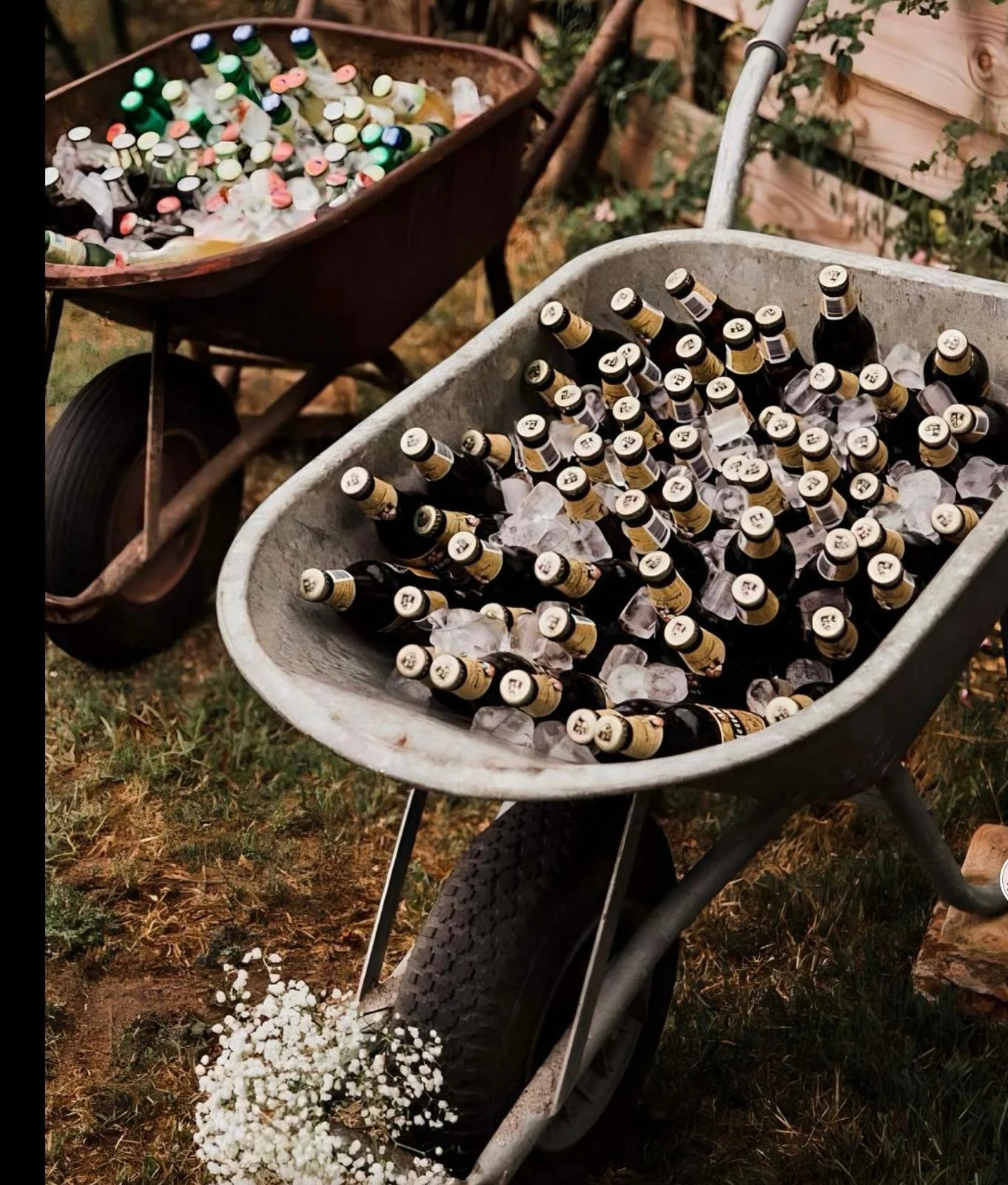 A wheelbarrow filled with ice and dark beer bottles, next to a similar wheelbarrow with bottles and empty bottles on top of the ice, set outdoors on grass.