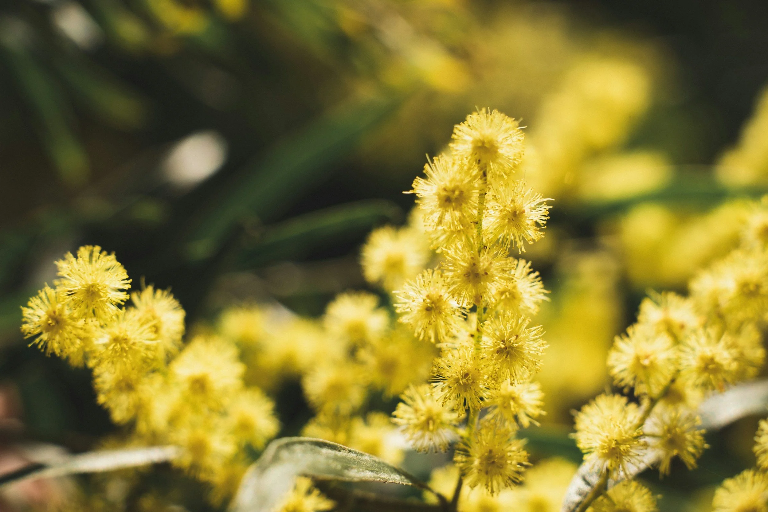 Close-up of yellow fluffy flowers with green blurred background.