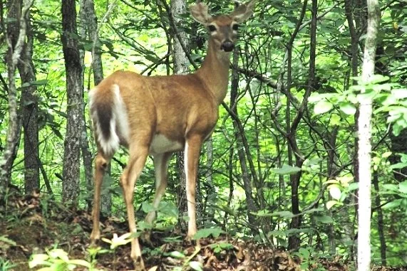 Clifton Deer Project