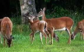 CliftonDeer.Org Update