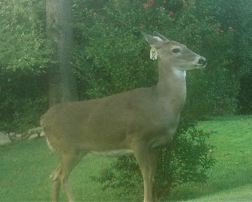 Entering Year 4 of the Clifton Deer Project