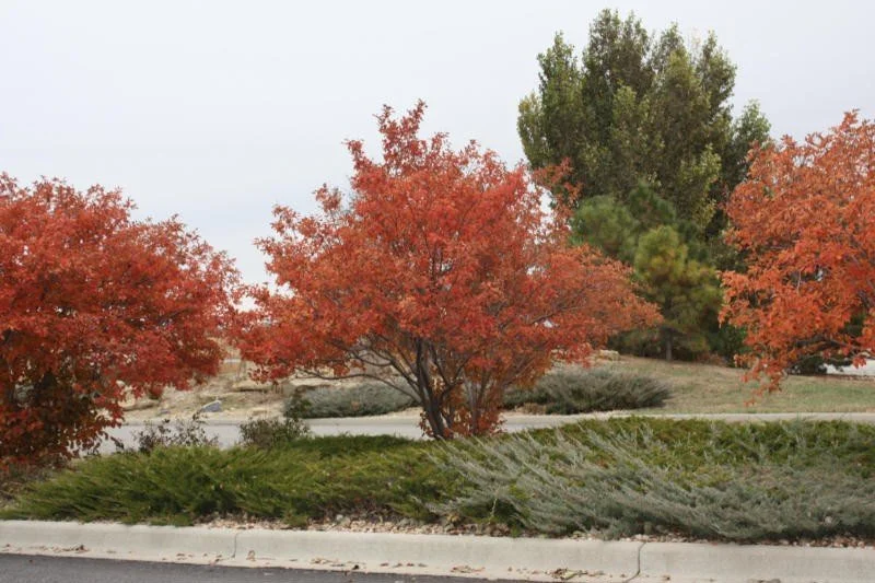 Cincinnati Parks 2019 ReLeaf Program