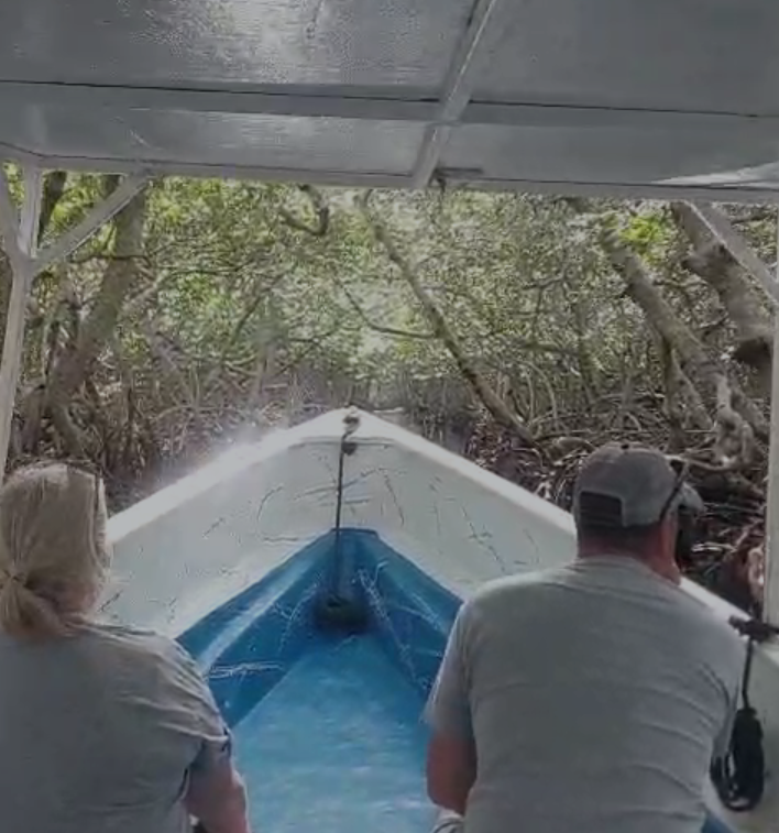 Mangrove Tour