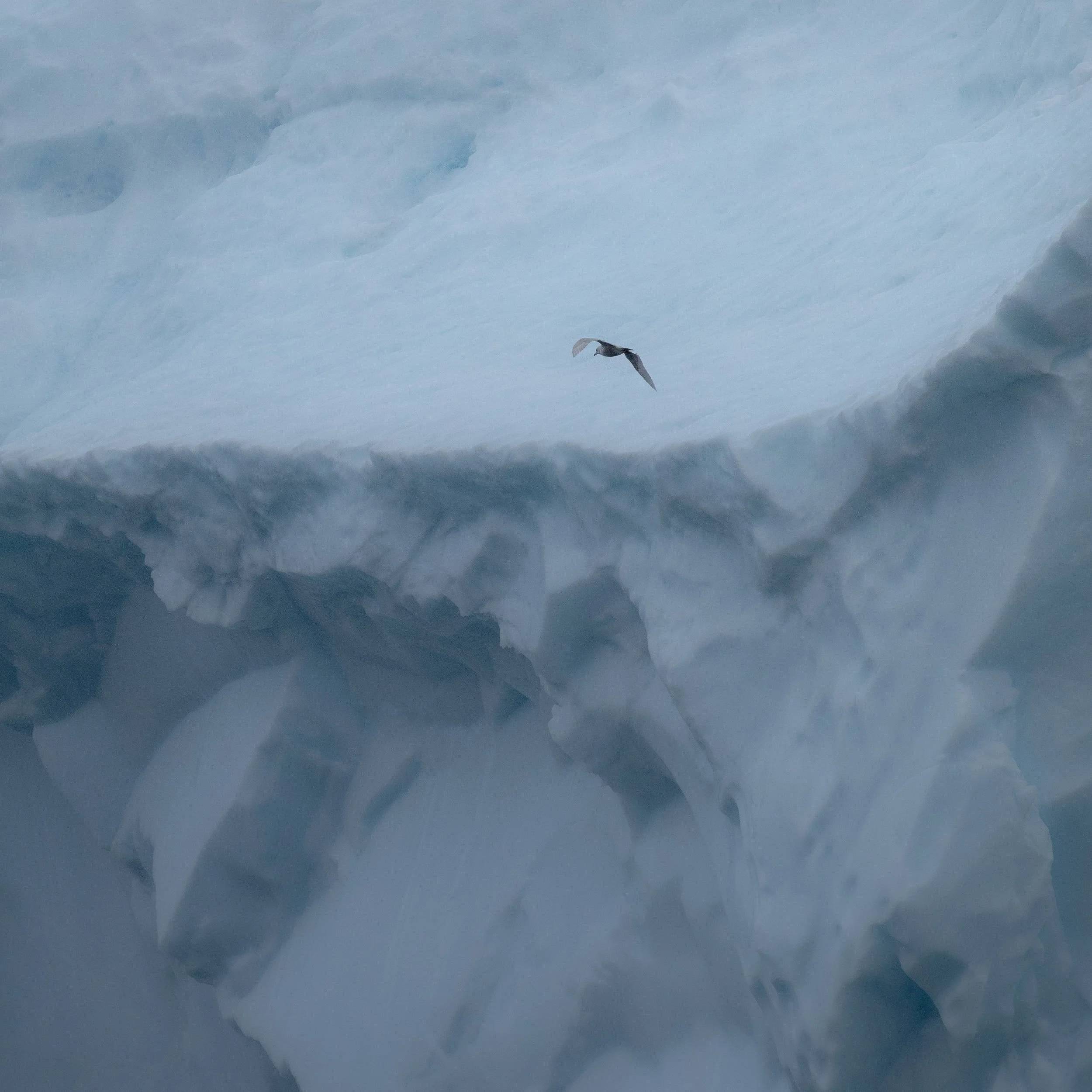 Greenland_stillness-square-3.jpg