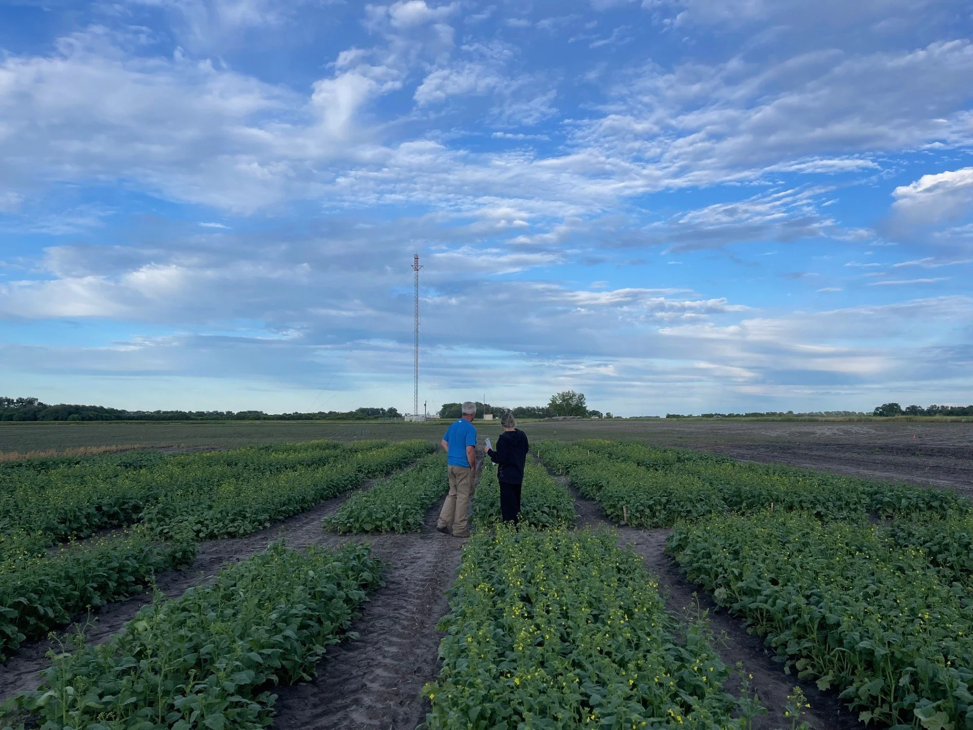 USDA Regulated and Stewarded Trait Trials