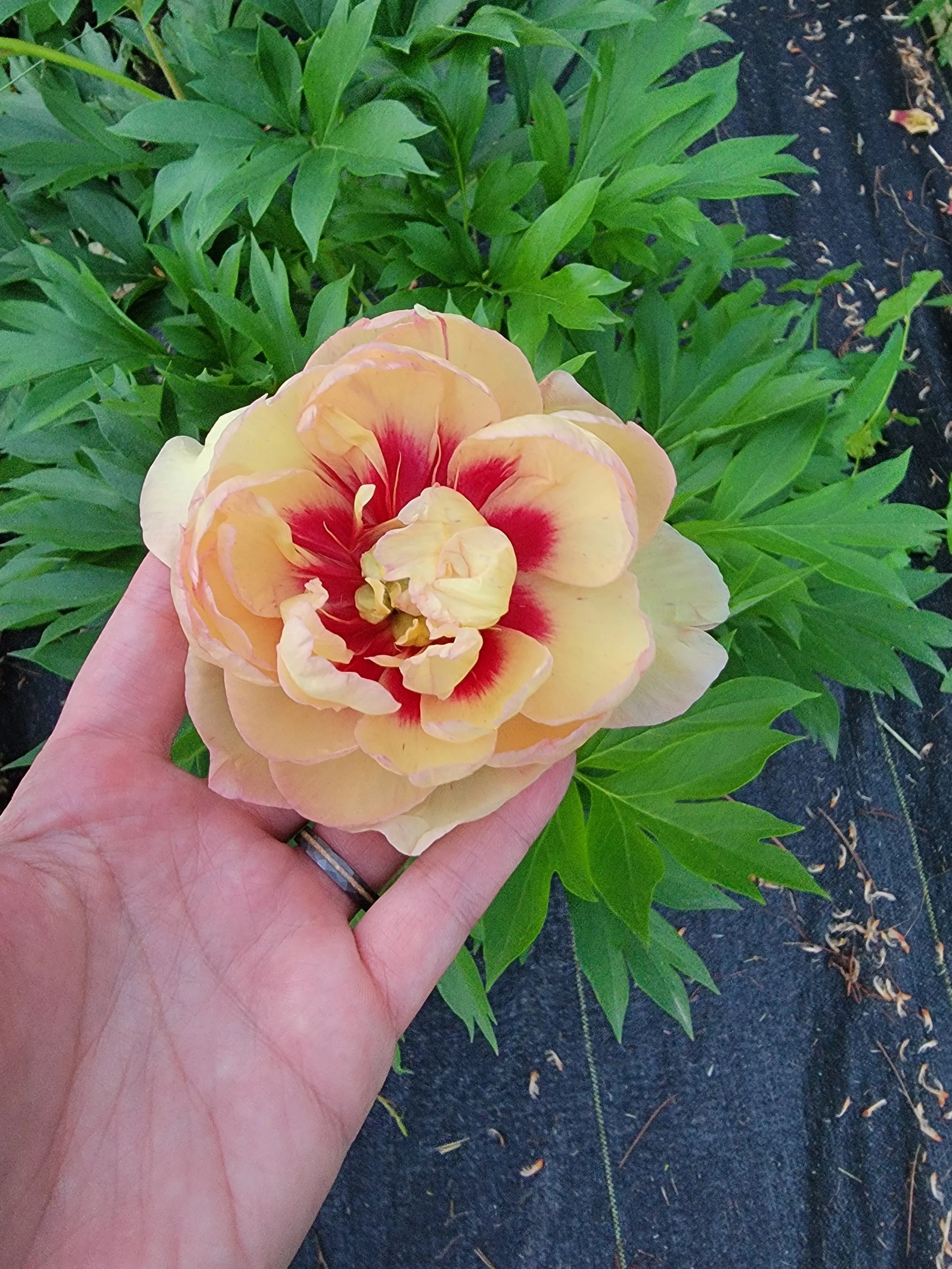 Callie's Memory Peony 
