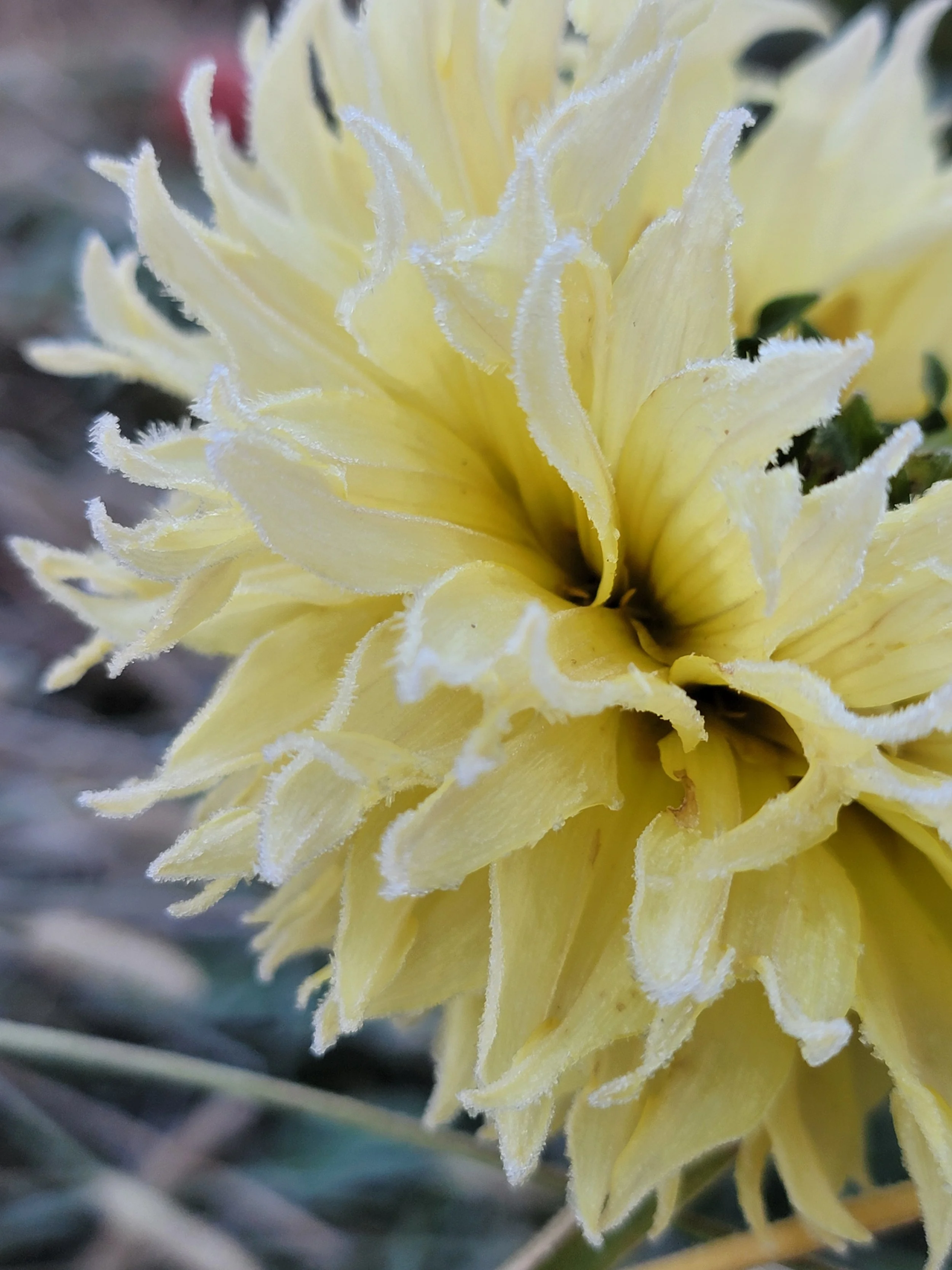 Citron du cap Dahlia frost kissed
