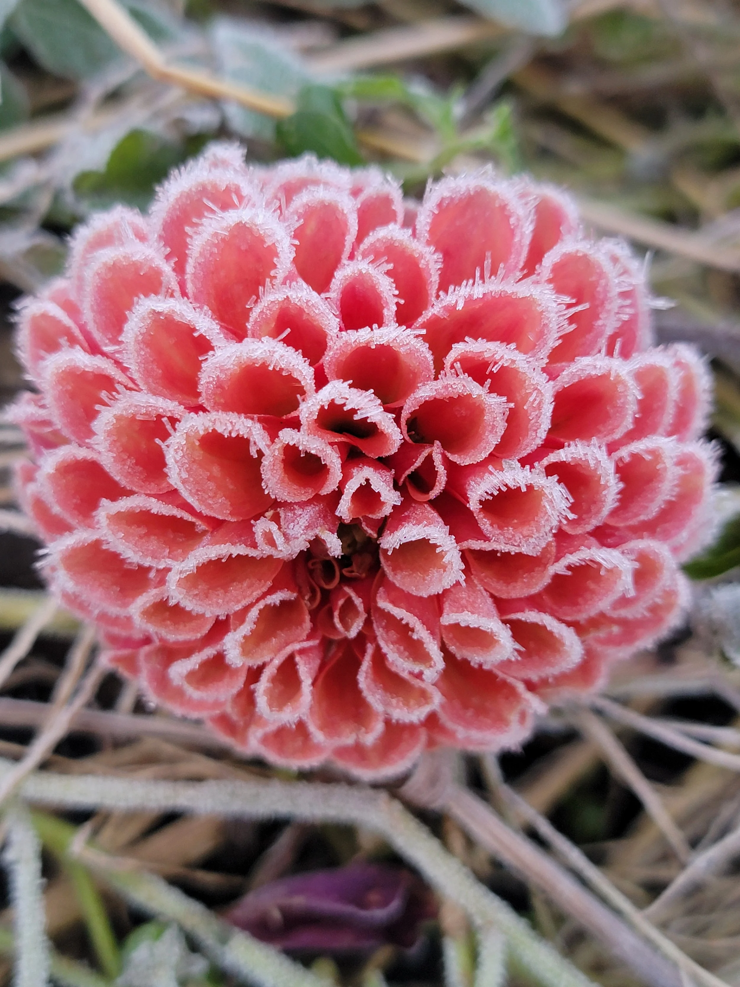 Lark's Ebb Dahlia after first frost