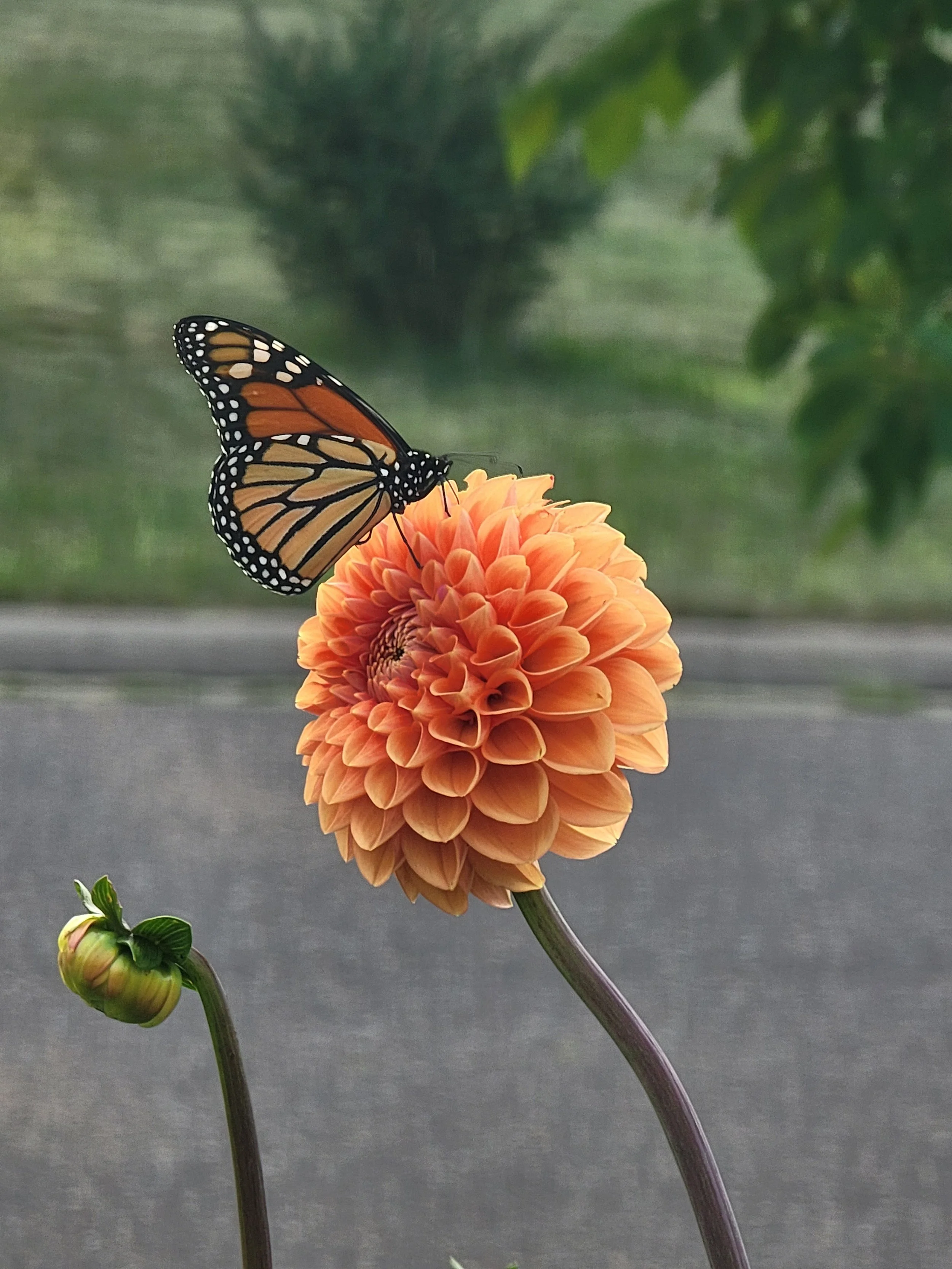 A monarch on cornel bronze dahlia