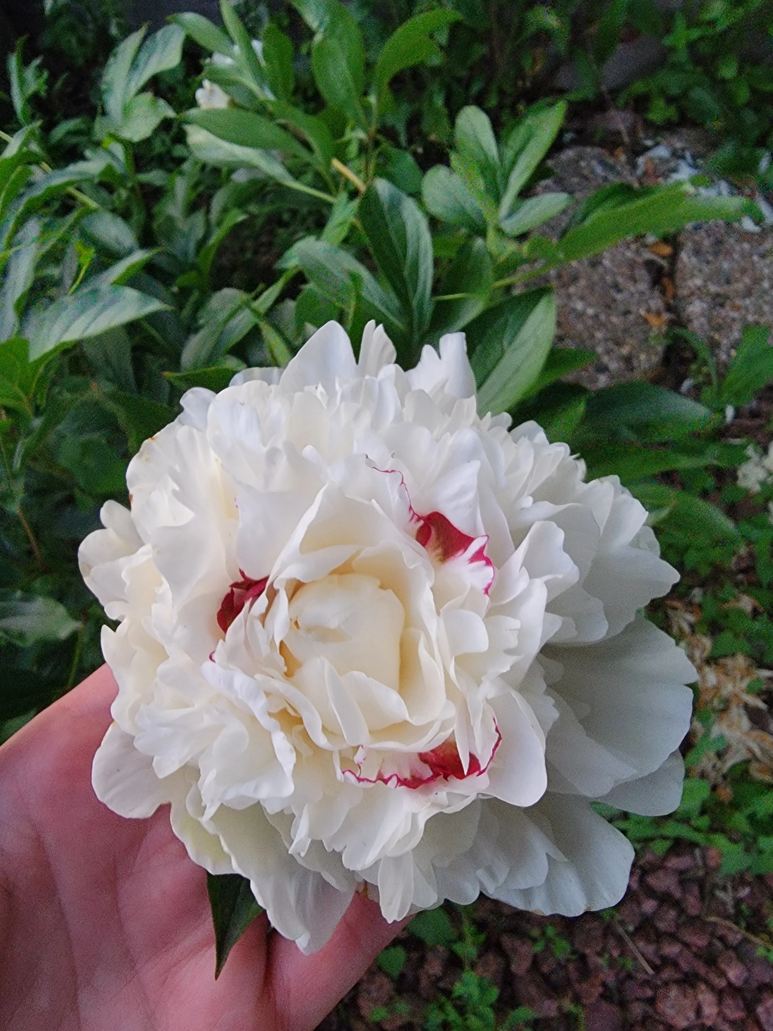 Festival Maxima Peony 