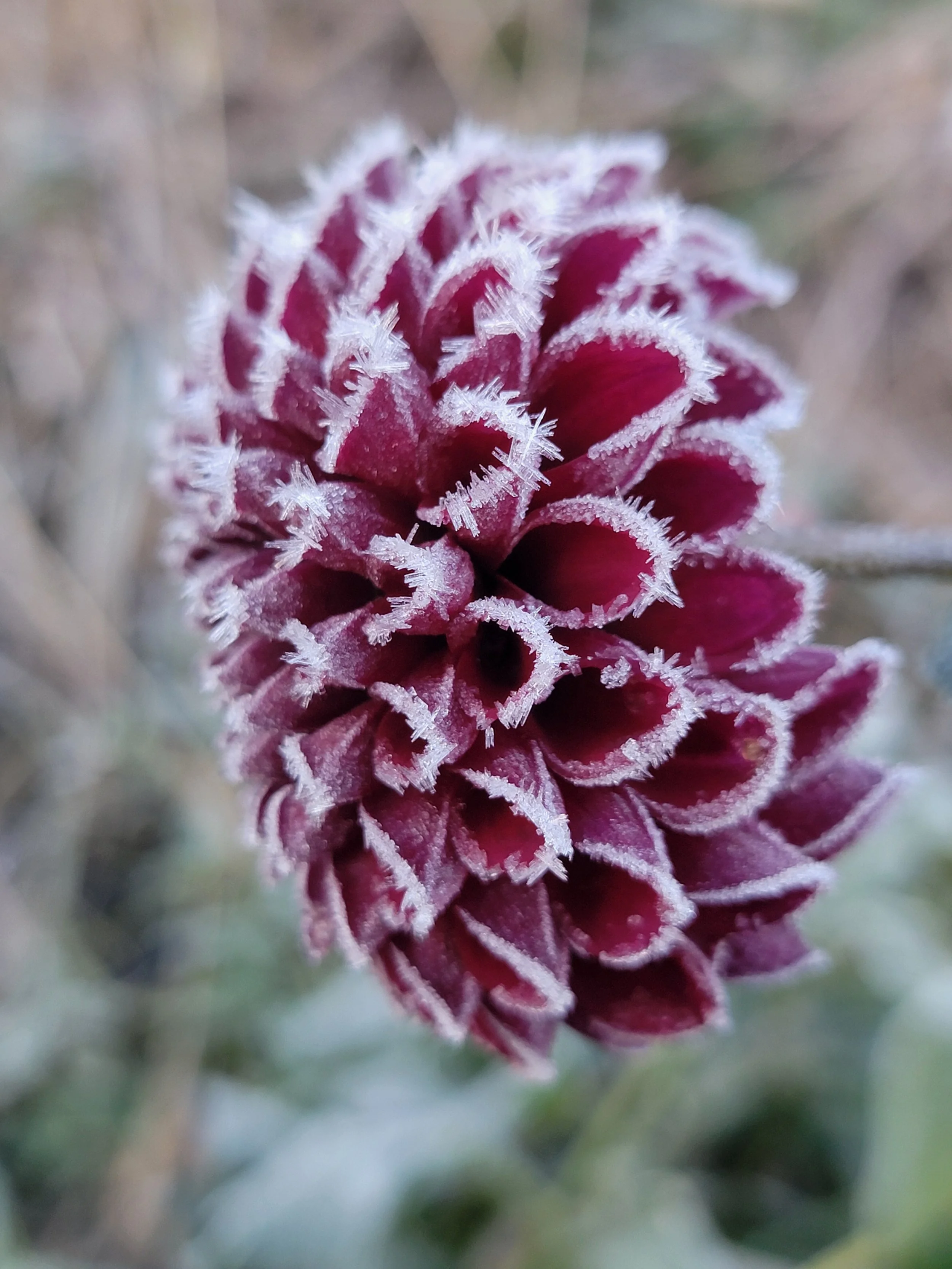 Ivannti Dahlia kissed by frost