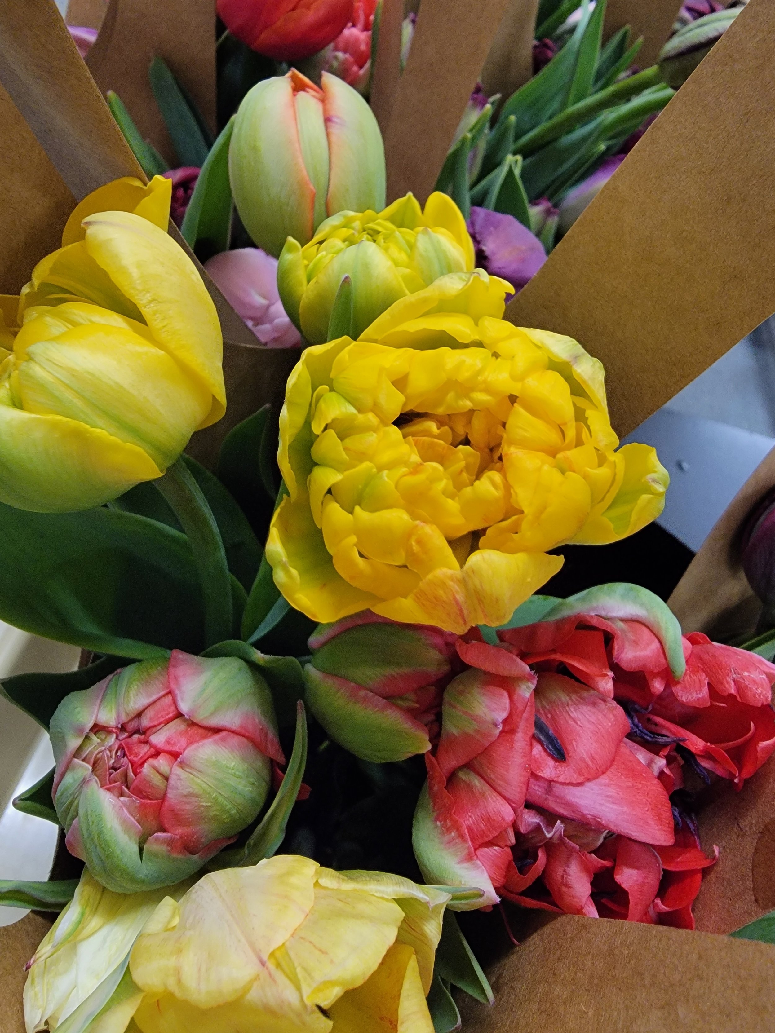 A close up picture of spring tulips