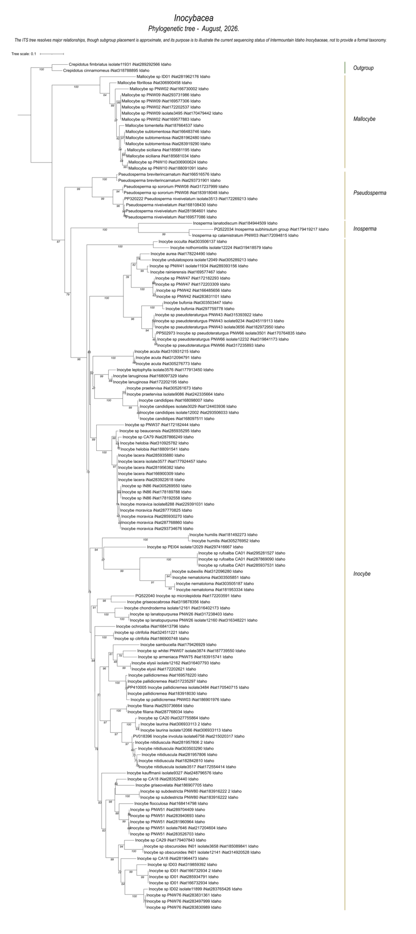 Inocybaceae mushroom identification and DNA sequencing showing species relationships among Intermountain Idaho collections.