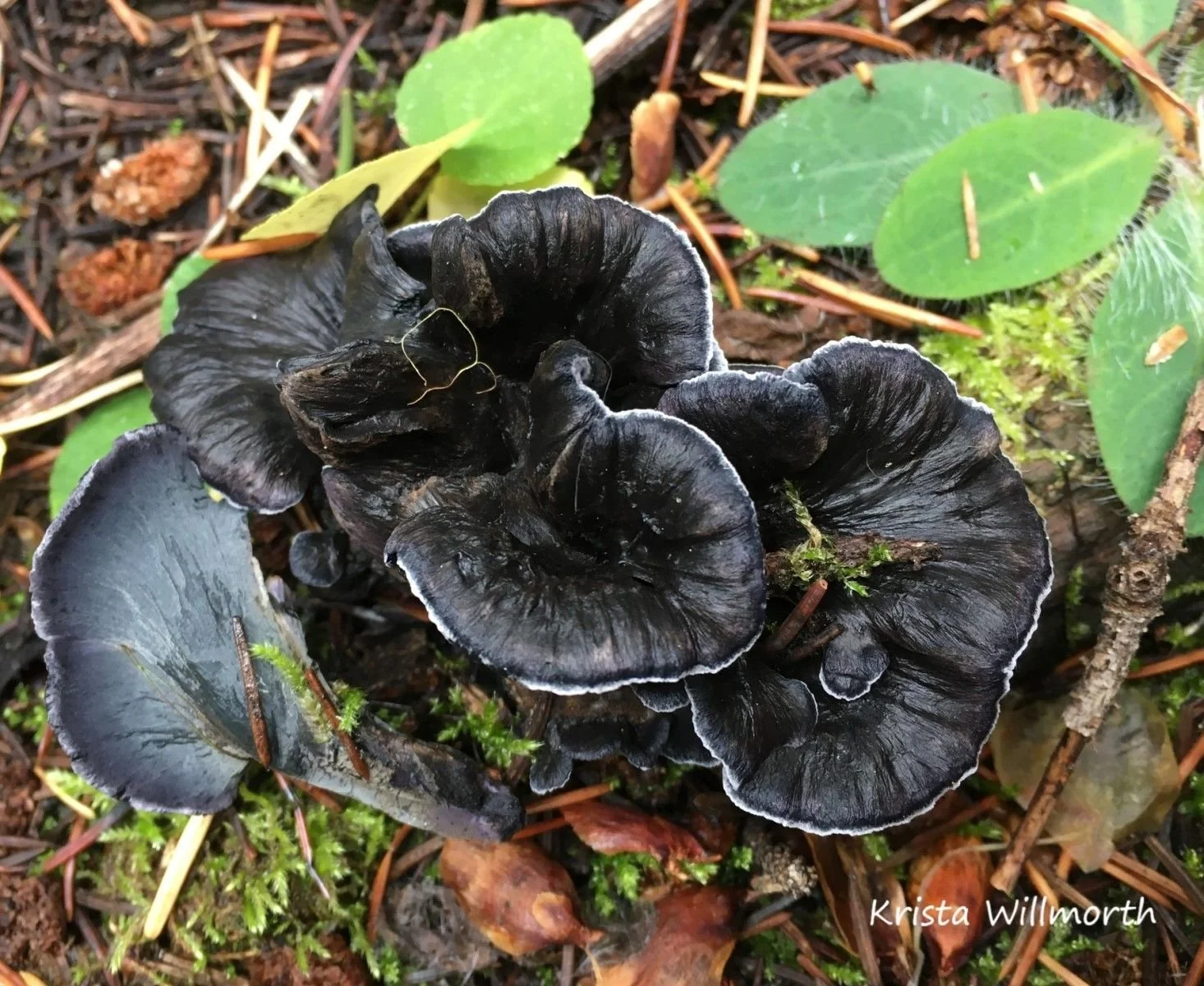 Close-up of a cluster of dark, wrinkled, and overlapping mushrooms growing on forest ground with fallen leaves, twigs, and small green plants surrounding them.