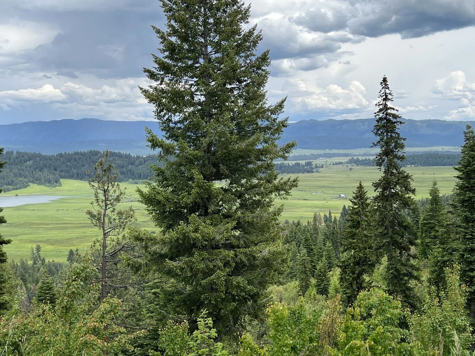 A view of a lush green landscape with tall pine trees, a distant lake, rolling hills, and mountains under a partly cloudy sky.