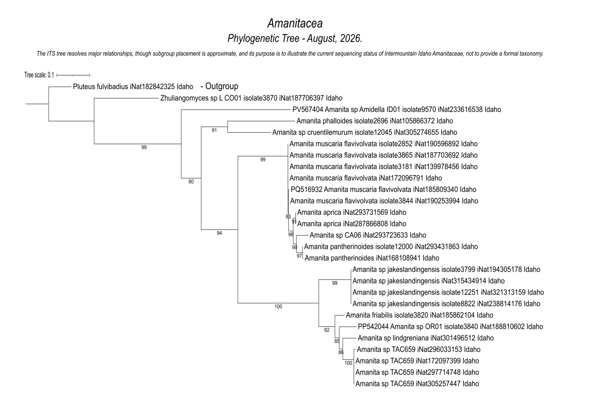 Amanitaceae mushroom identification and species relationships based on Intermountain Idaho fungal collections.