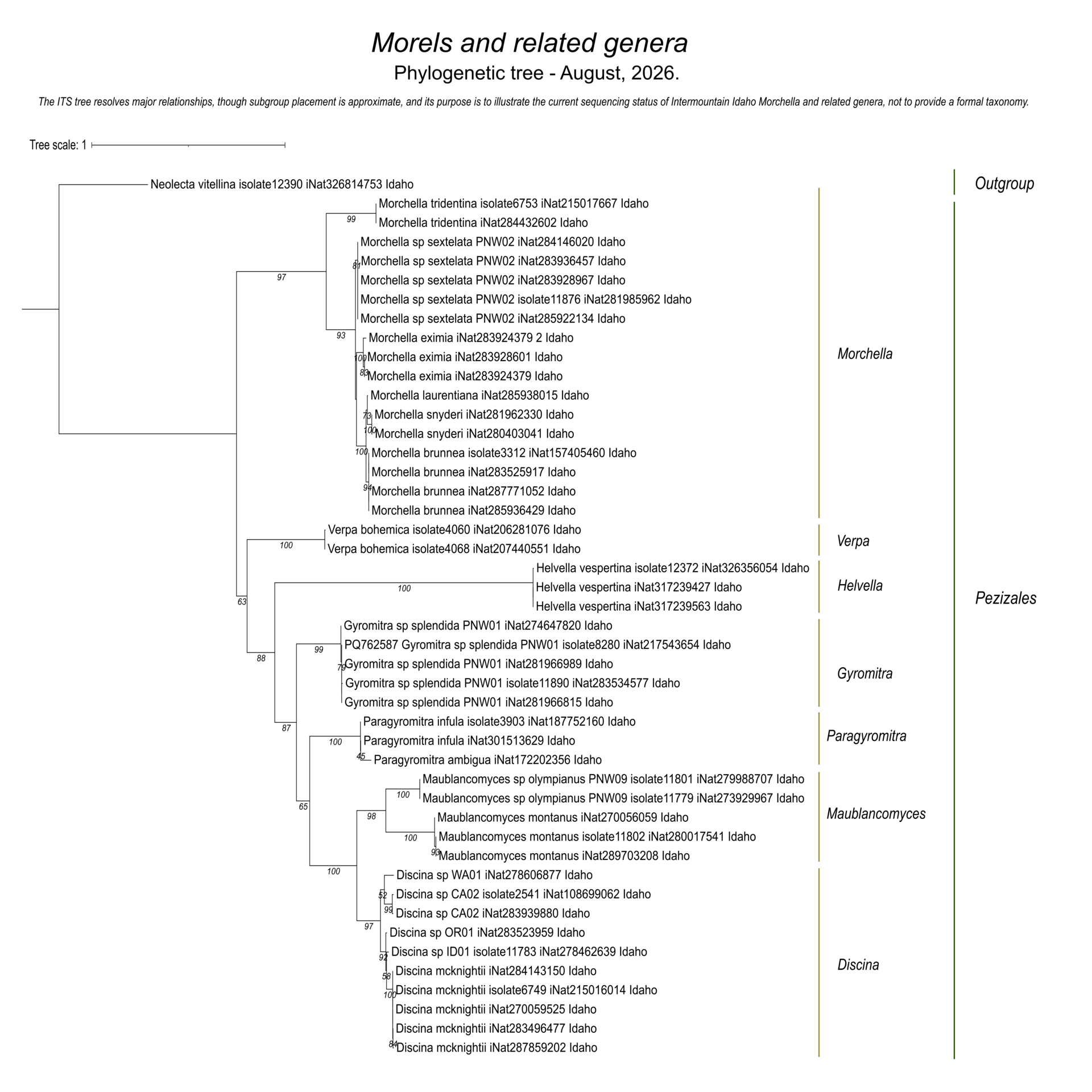 Morels and morel-like fungi showing species relationships among Intermountain Idaho collections and DNA sequences. Genera represented include Morchella, Verpa, Helvella, Gyromitra, Paragyromitra, Maublancomyces, and Discina.