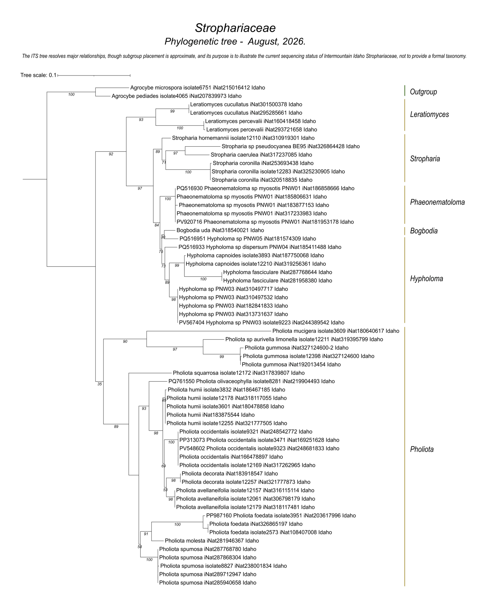 Gilled mushrooms of Strophariaceae showing species relationships and DNA sequences from Intermountain Idaho collections.