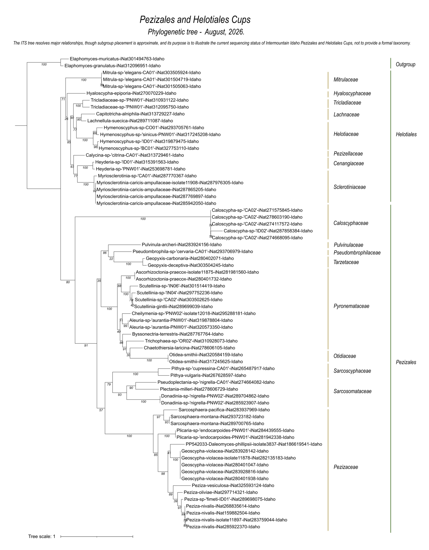 Cup fungi and other ascomycete fungi of Pezizales and Helotiales, showing species relationships among Intermountain Idaho collections and DNA sequences.