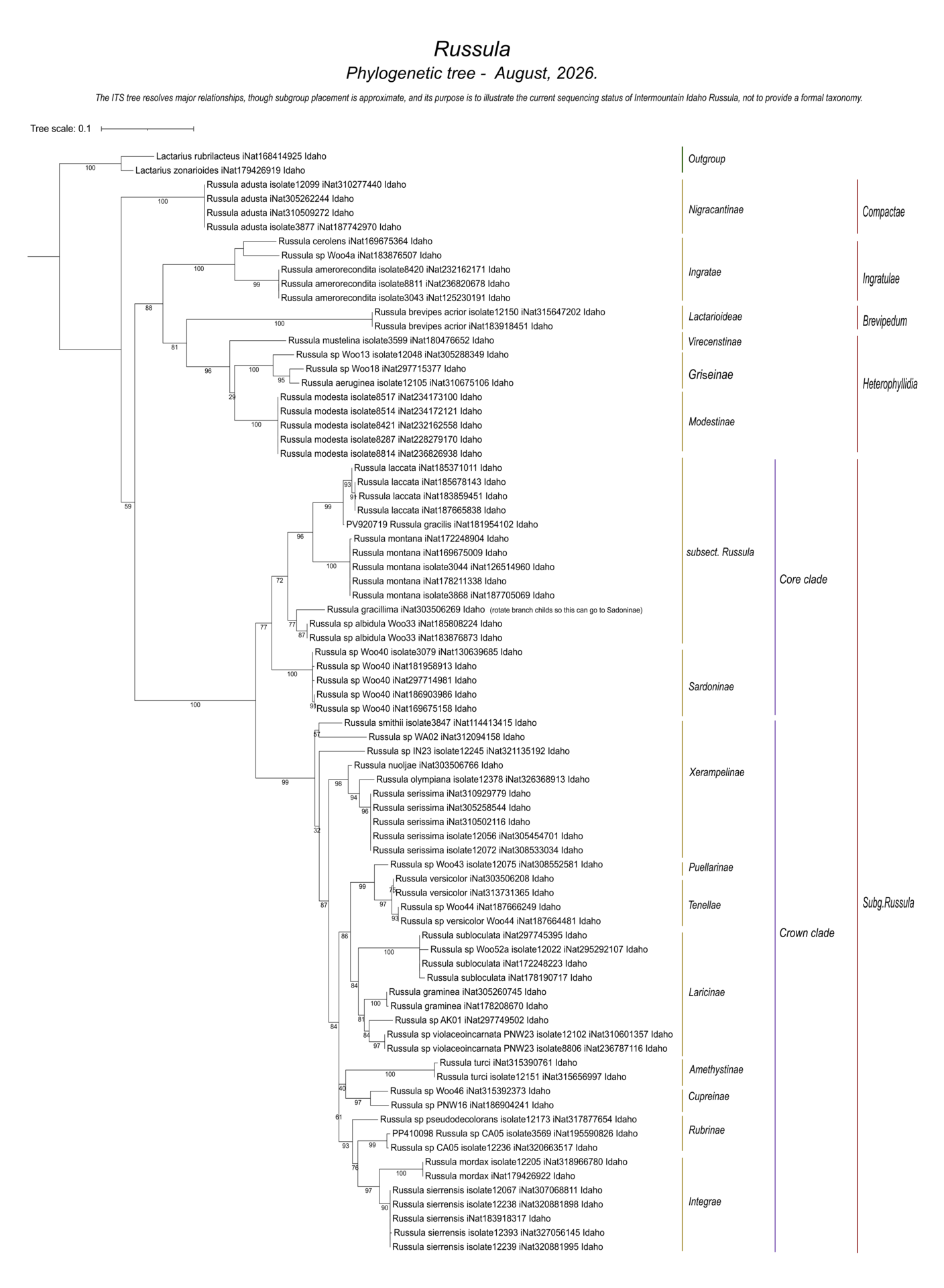 Russula mushroom identification and DNA-based species relationships from Intermountain Idaho fungal collections and sequences.