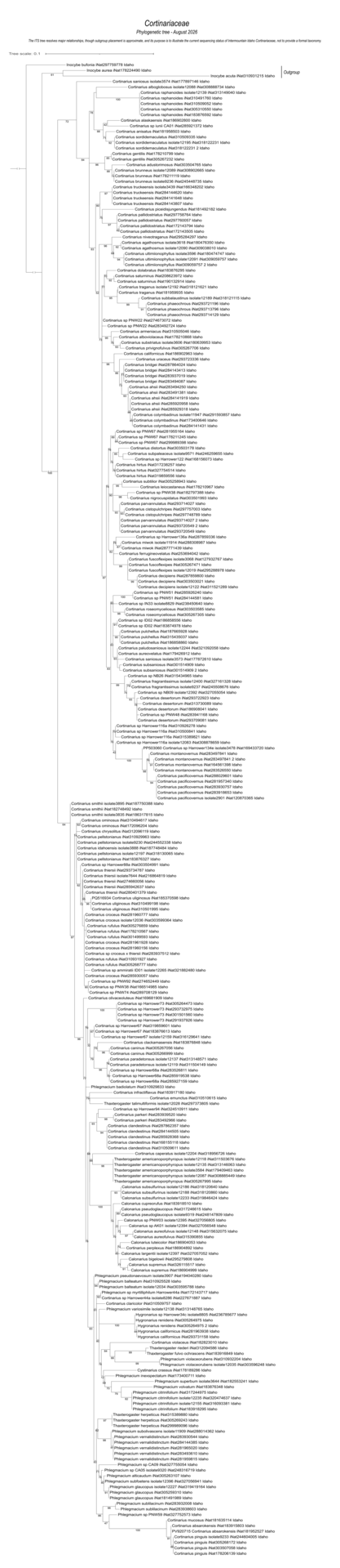 Cortinariaceae mushroom identification and species relationships based on DNA sequences from Intermountain Idaho collections. Genera represented include Cortinarius, Phlegmacium, Thaxterogaster, Calonarius, Hygronarius and Cystinarius