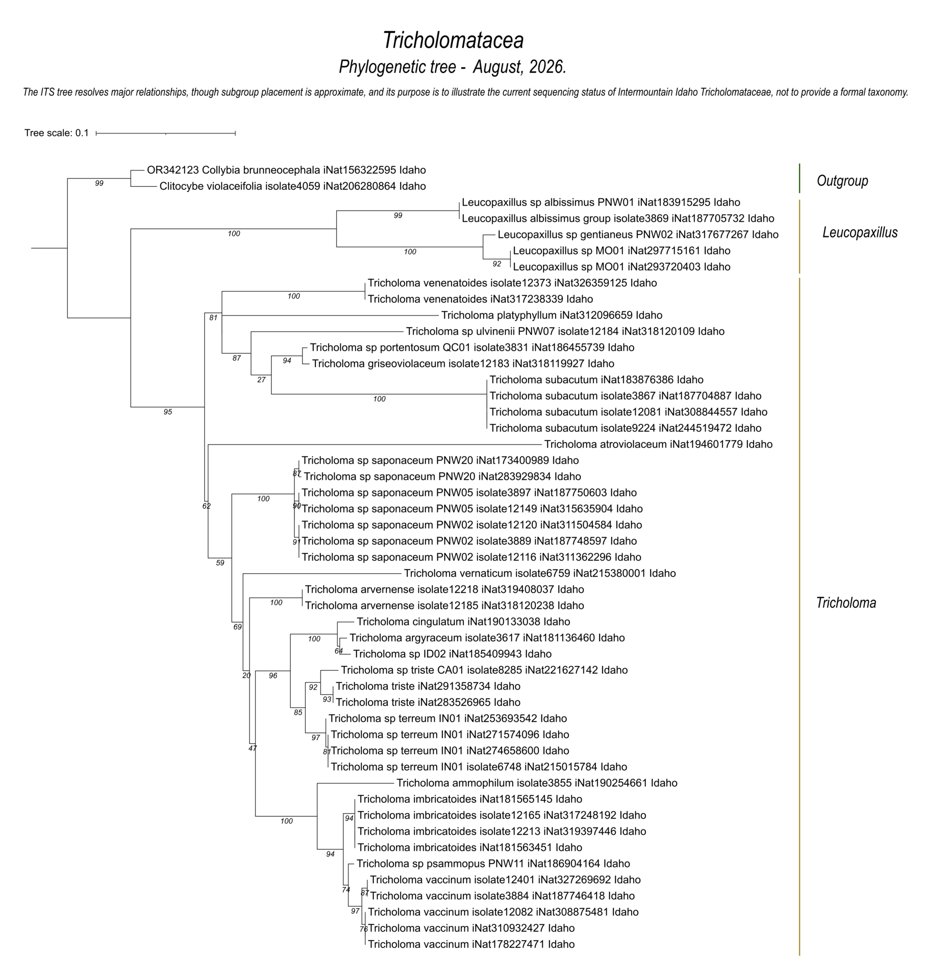 Tricholomataceae fungal diversity and species relationships represented by local Intermountain Idaho sequences.