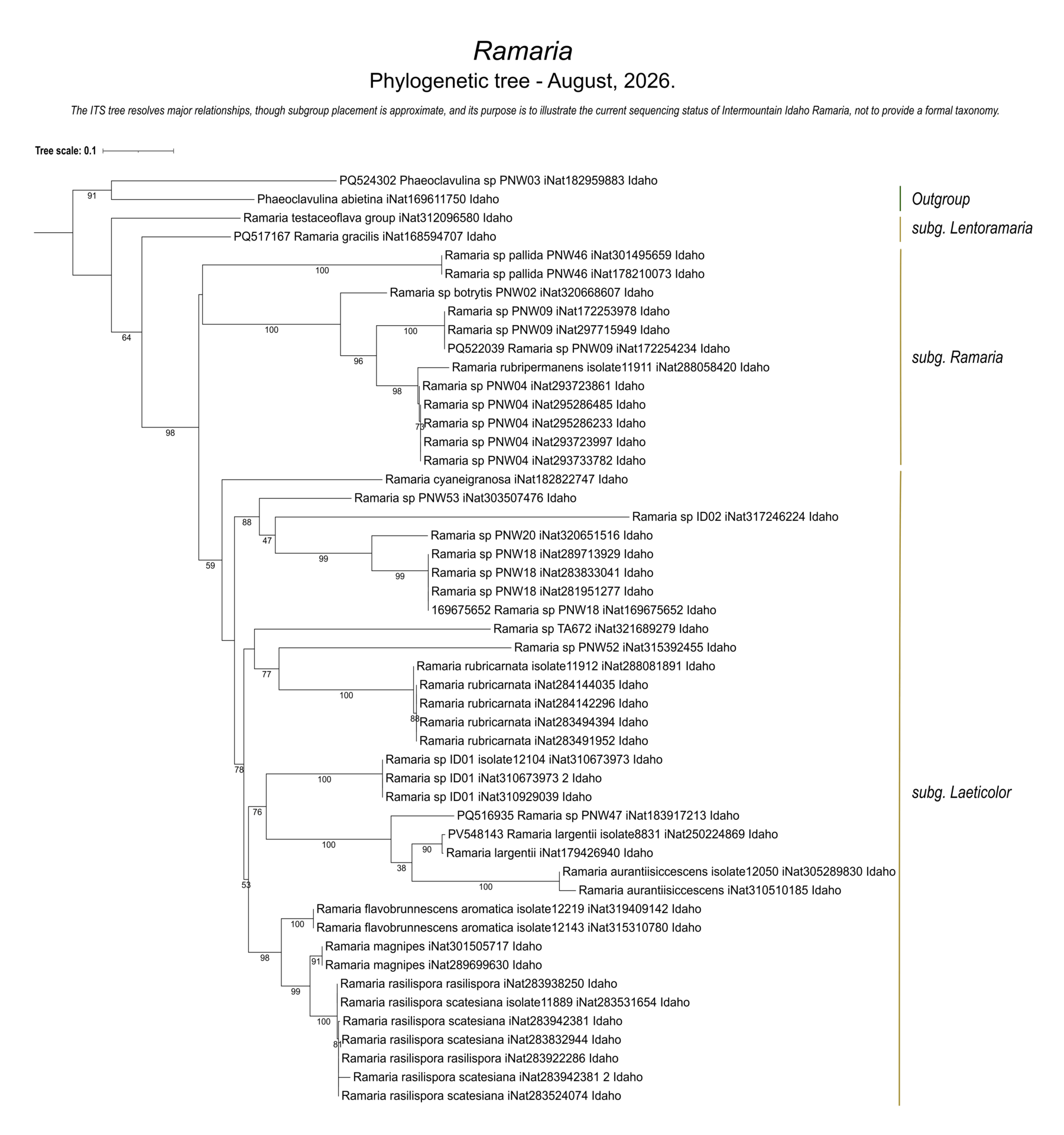 Coral fungi of the genus Ramaria showing species relationships among Intermountain Idaho collections and DNA sequences