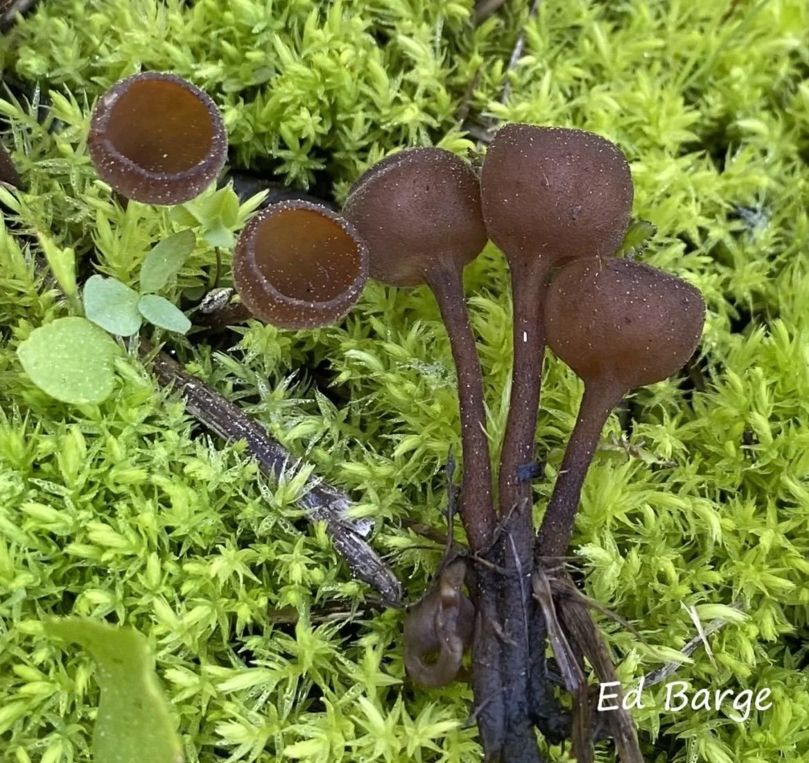 A cluster of small brown mushrooms growing among green moss and plants.
