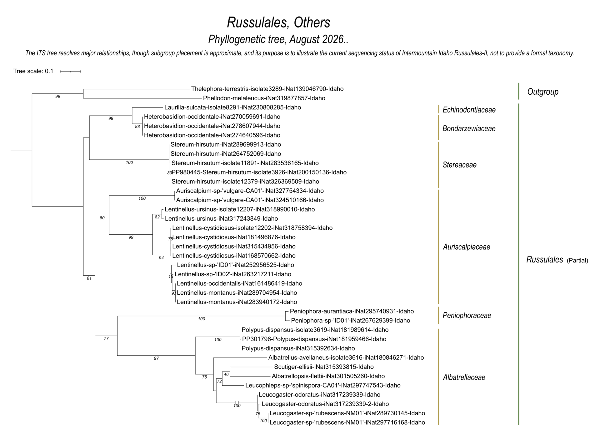 Fungal diversity and species relationships within Russulales, showing Intermountain Idaho collections and DNA sequences. Families represented include Echinodontiaceae, Bondarzewiaceae, Stereaceae, Auriscalpiaceae, Peniophoraceae, and Albatrellaceae.