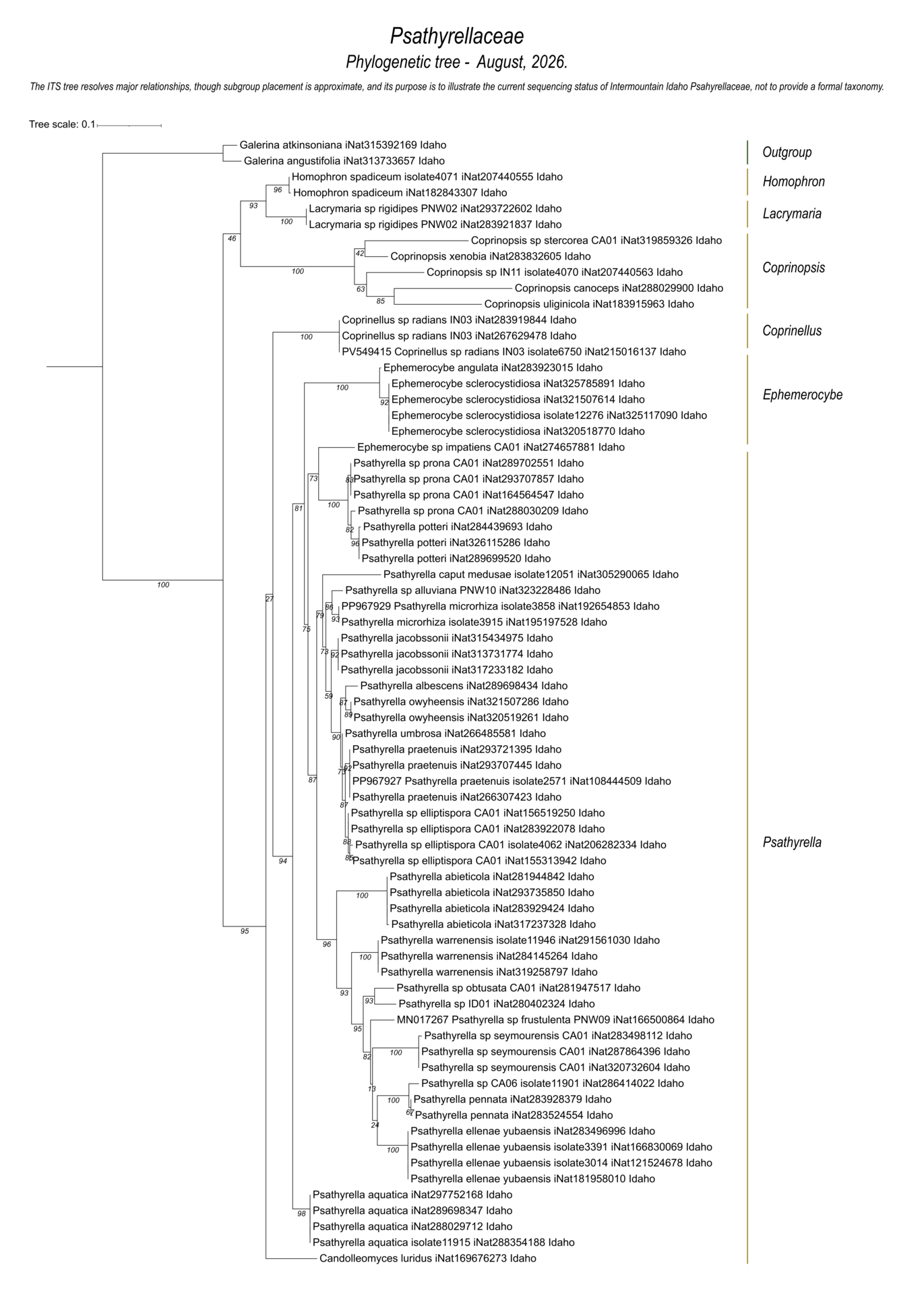 Psathyrellaceae fungal identification tree showing DNA sequence relationships among Intermountain Idaho species.