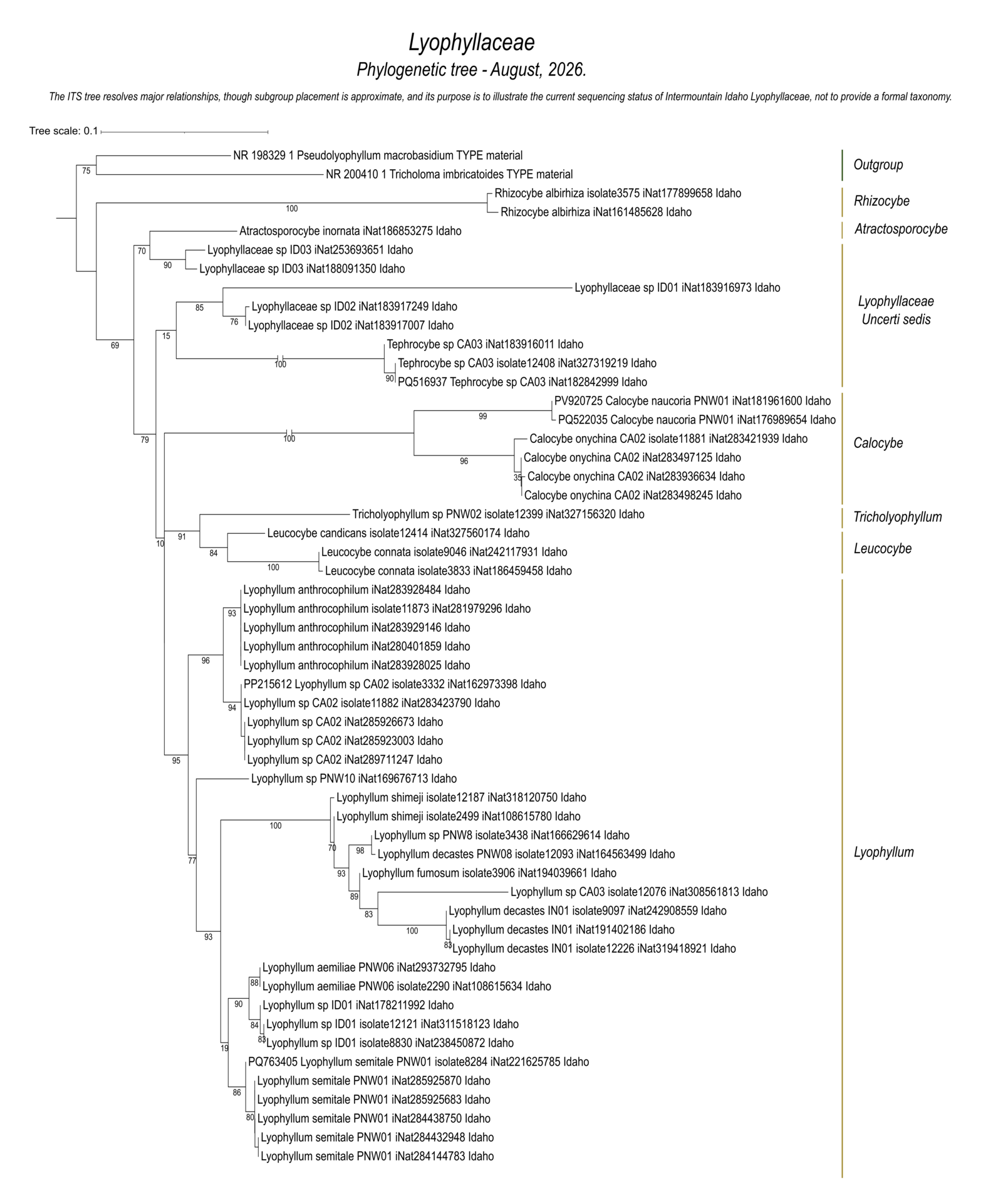 Lyophyllaceae fungal species and molecular relationships documented from Intermountain Idaho collections.