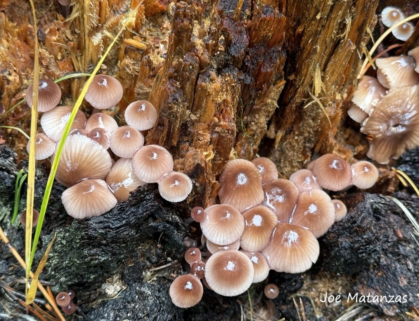 Cluster of small brown mushrooms growing on decayed tree trunk in a forest.