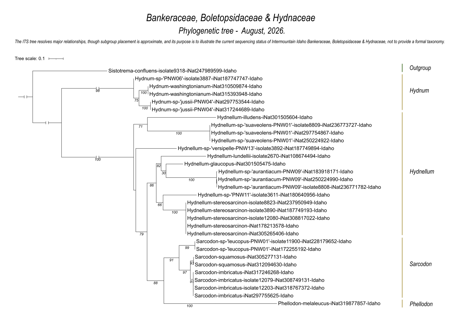 Tooth fungi of Bankeraceae showing species relationships among Intermountain Idaho collections and DNA sequences. Genera represented include Hydnum, Hydnellum, Sarcodon, and Phellodon.