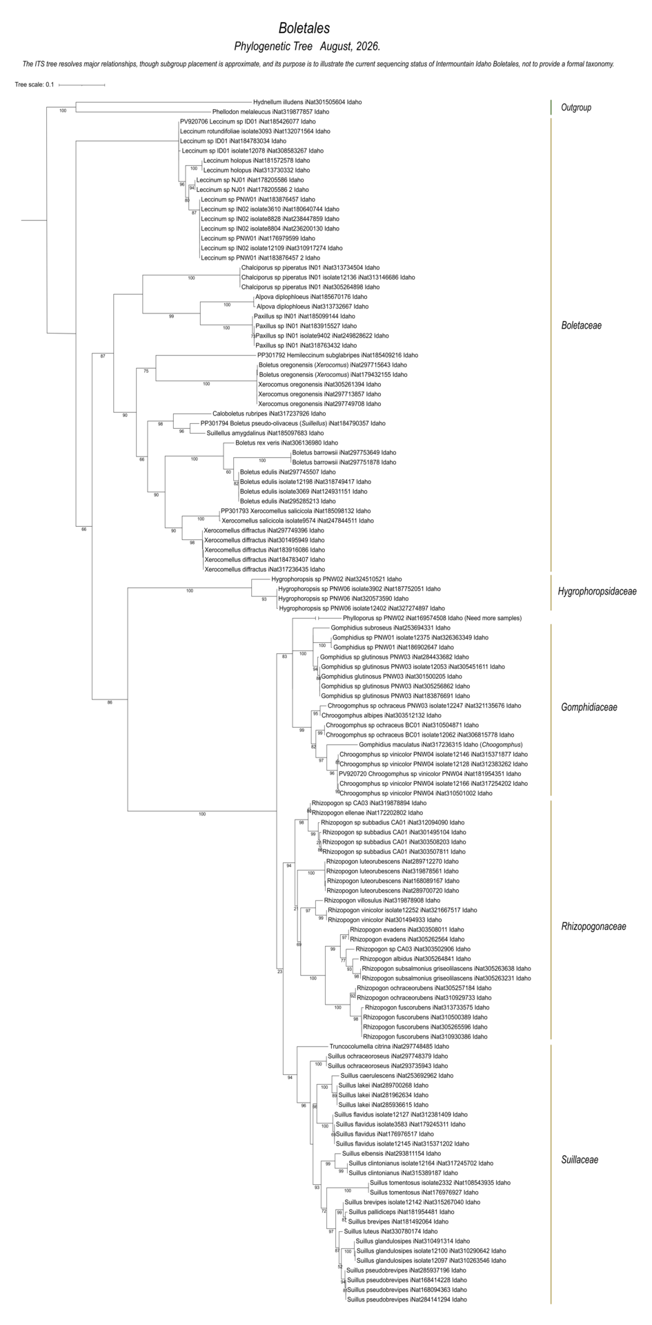 Fungal diversity and species relationships within Boletales, showing Intermountain Idaho collections and DNA sequences across Boletaceae, Hygrophoropsidaceae, Gomphidiaceae, Rhizopogonaceae, and Suillaceae.