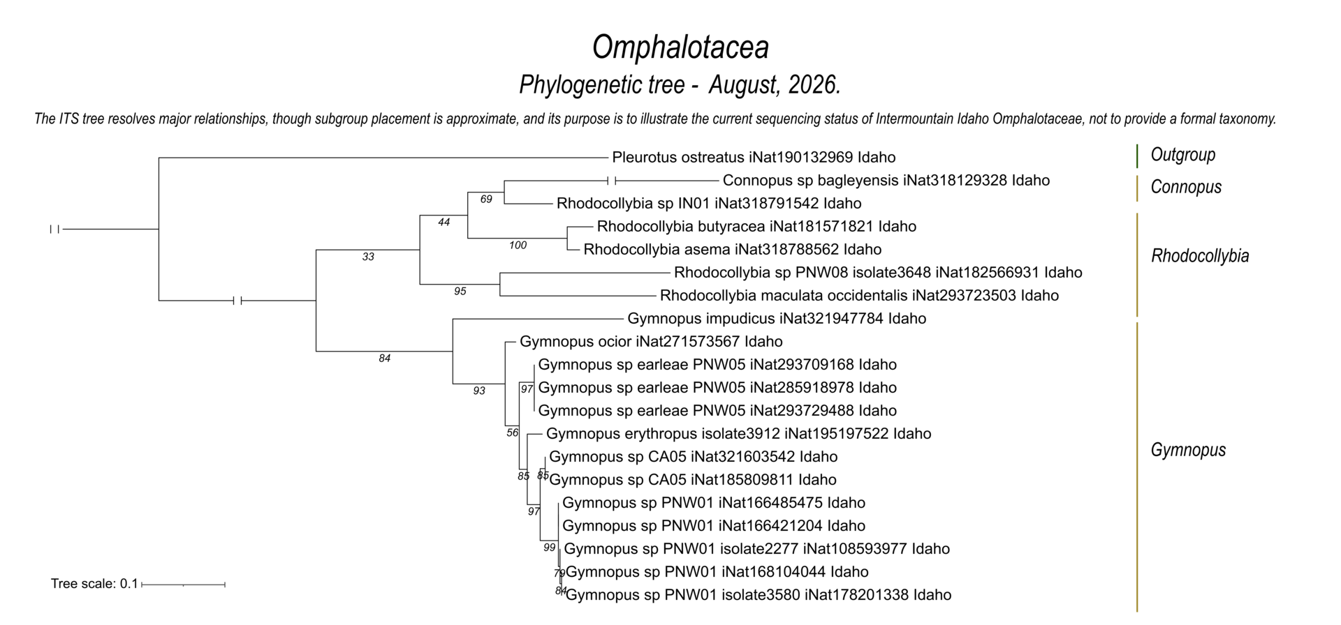 Omphalotaceae mushroom identification and species relationships represented in Intermountain Idaho collections.