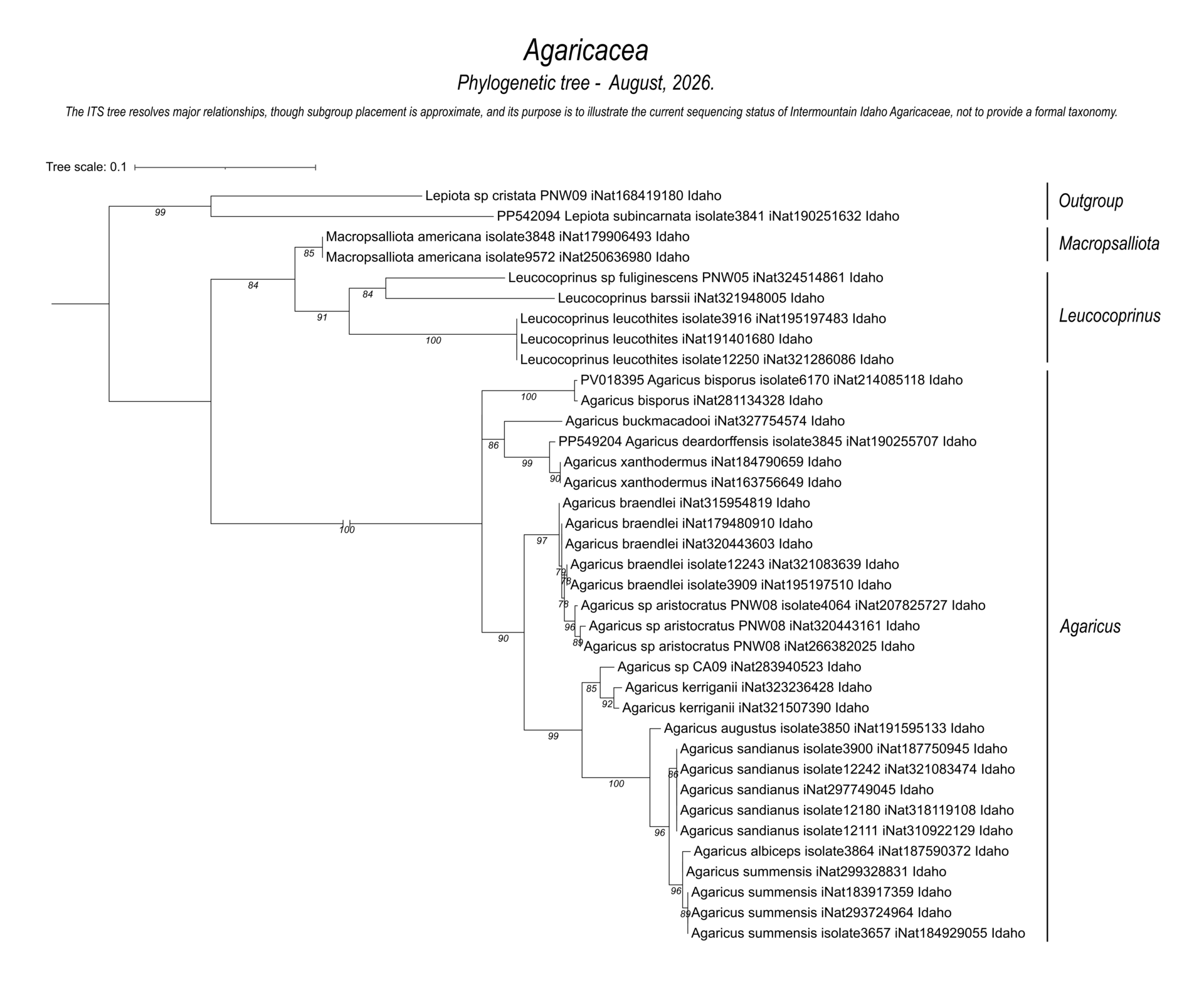 Agaricacea mushroom identification and species relationships based on Intermountain Idaho fungal collections.