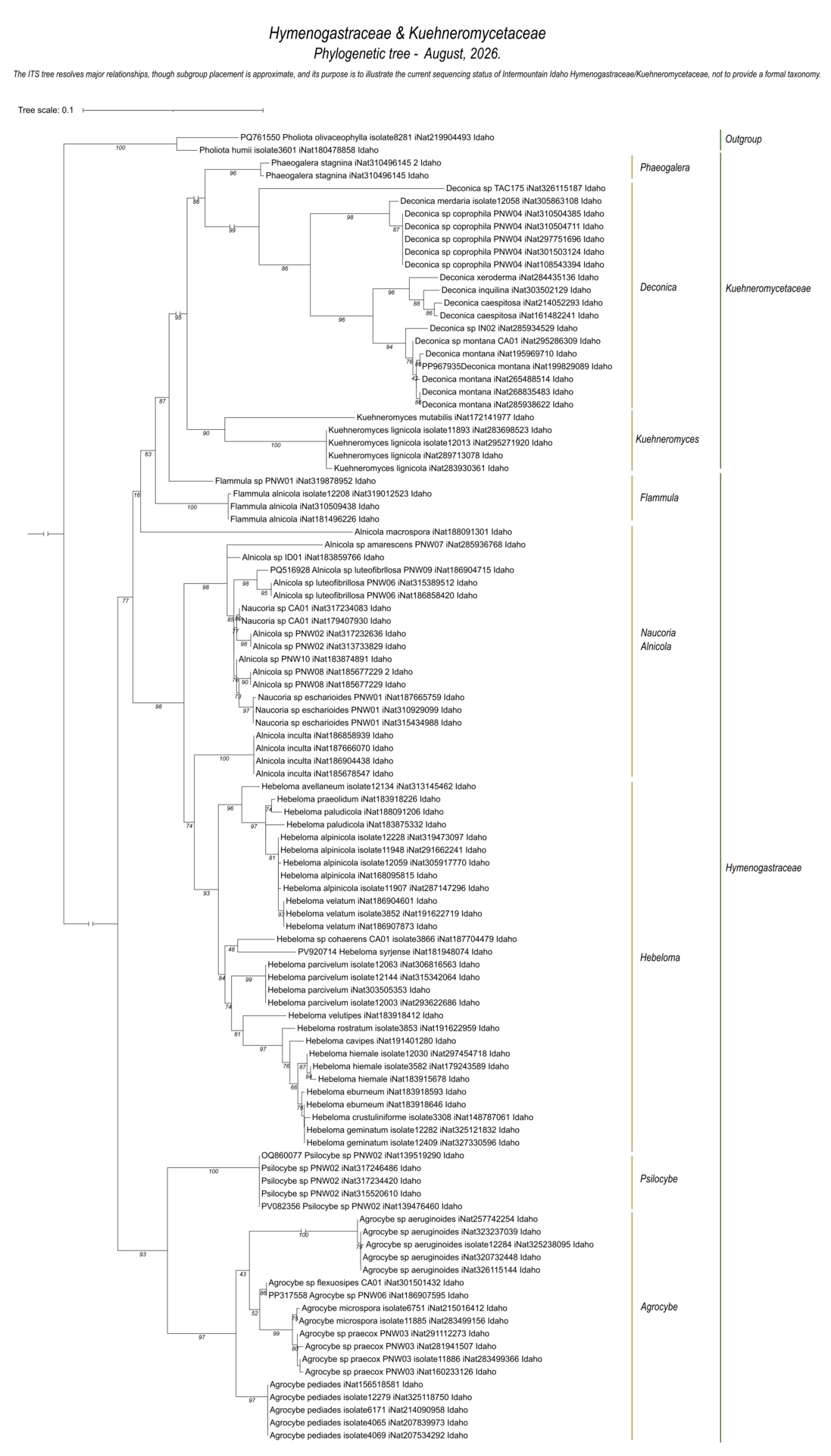DNA sequence tree showing species relationships between Hymenogastraceae and Kuehneromycetaceae in Intermountain Idaho.