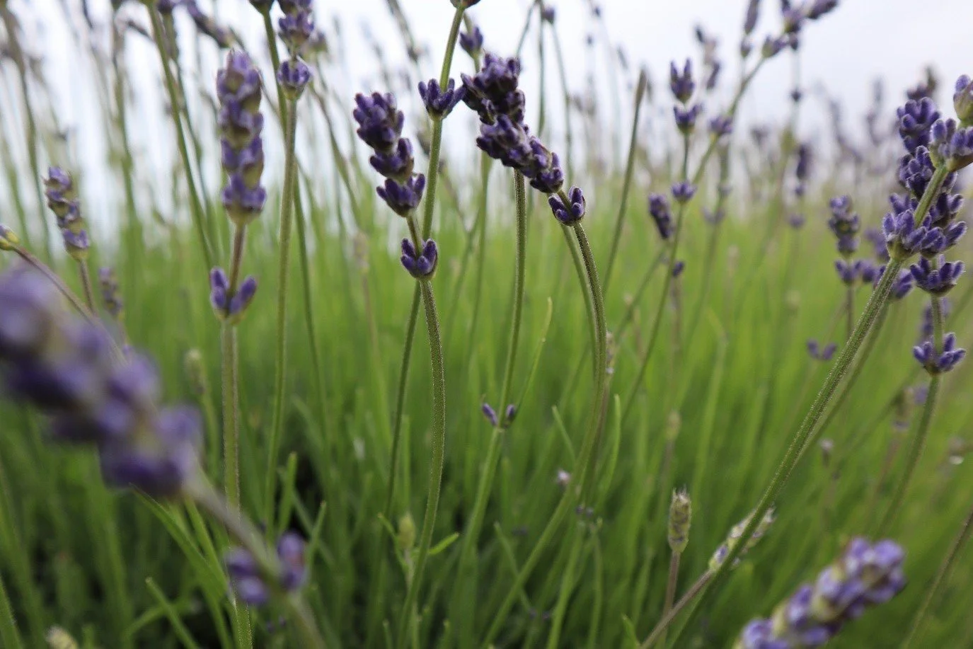 Close-up of purple lavender flowers with green stems and blurred green background Mt Cook