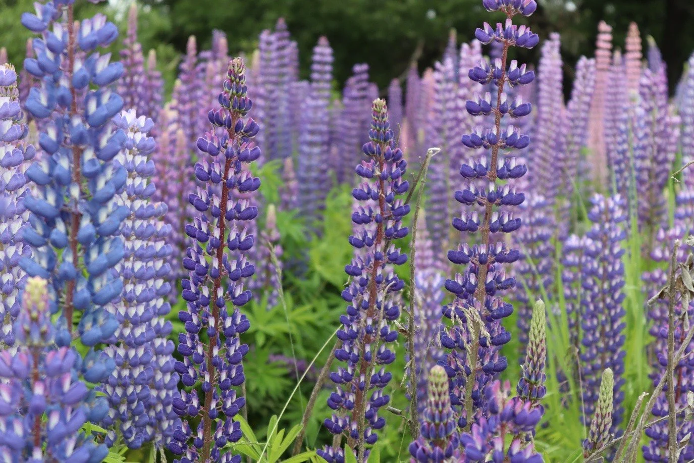Purple and blue lupine flowers growing densely with green foliage and trees in the background south island NZ.