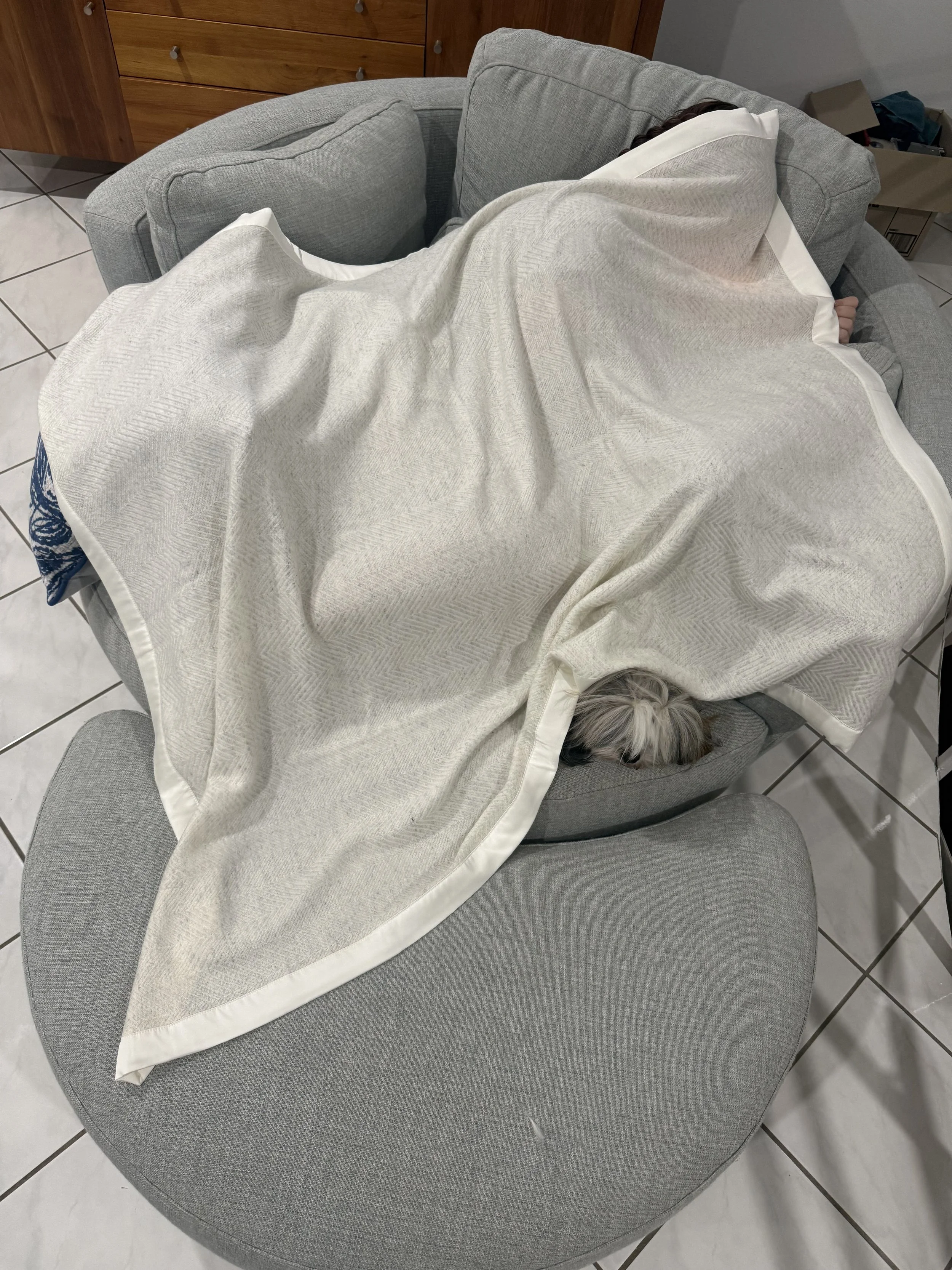 Cashmere grey mums.jpeg