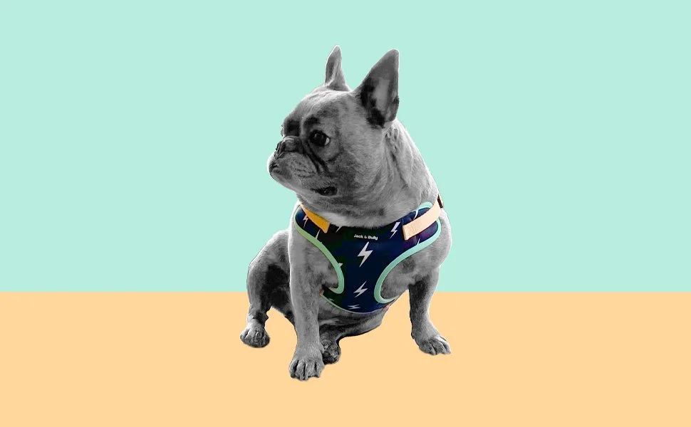 A French Bulldog wearing a colorful harness against a split pastel background.