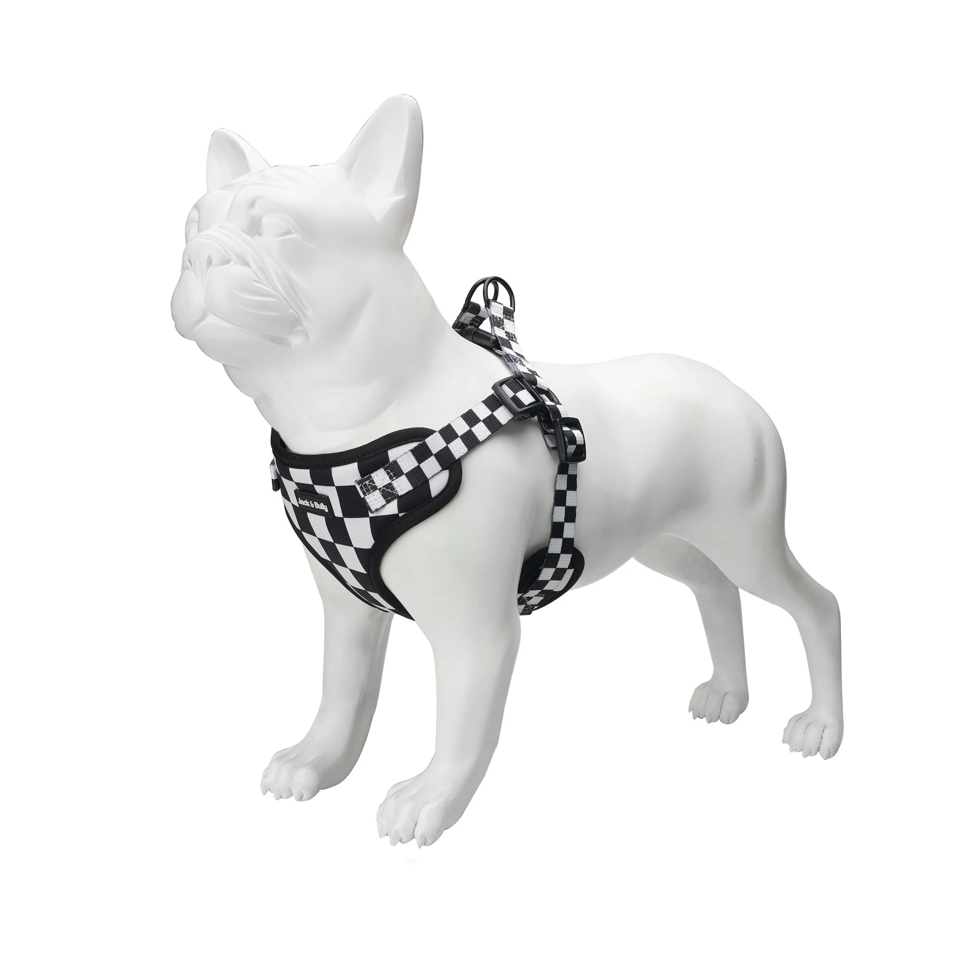 Checkered_onDog2.jpg