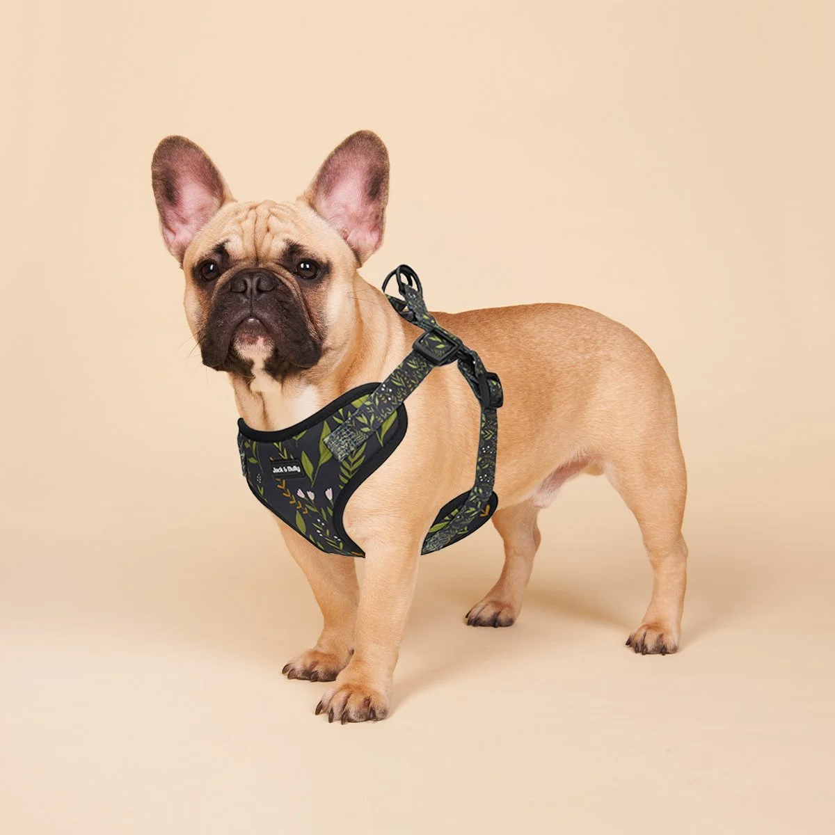 forest-frenchie.jpg