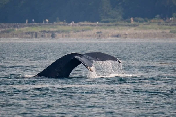 Ship Whale Strike Risks