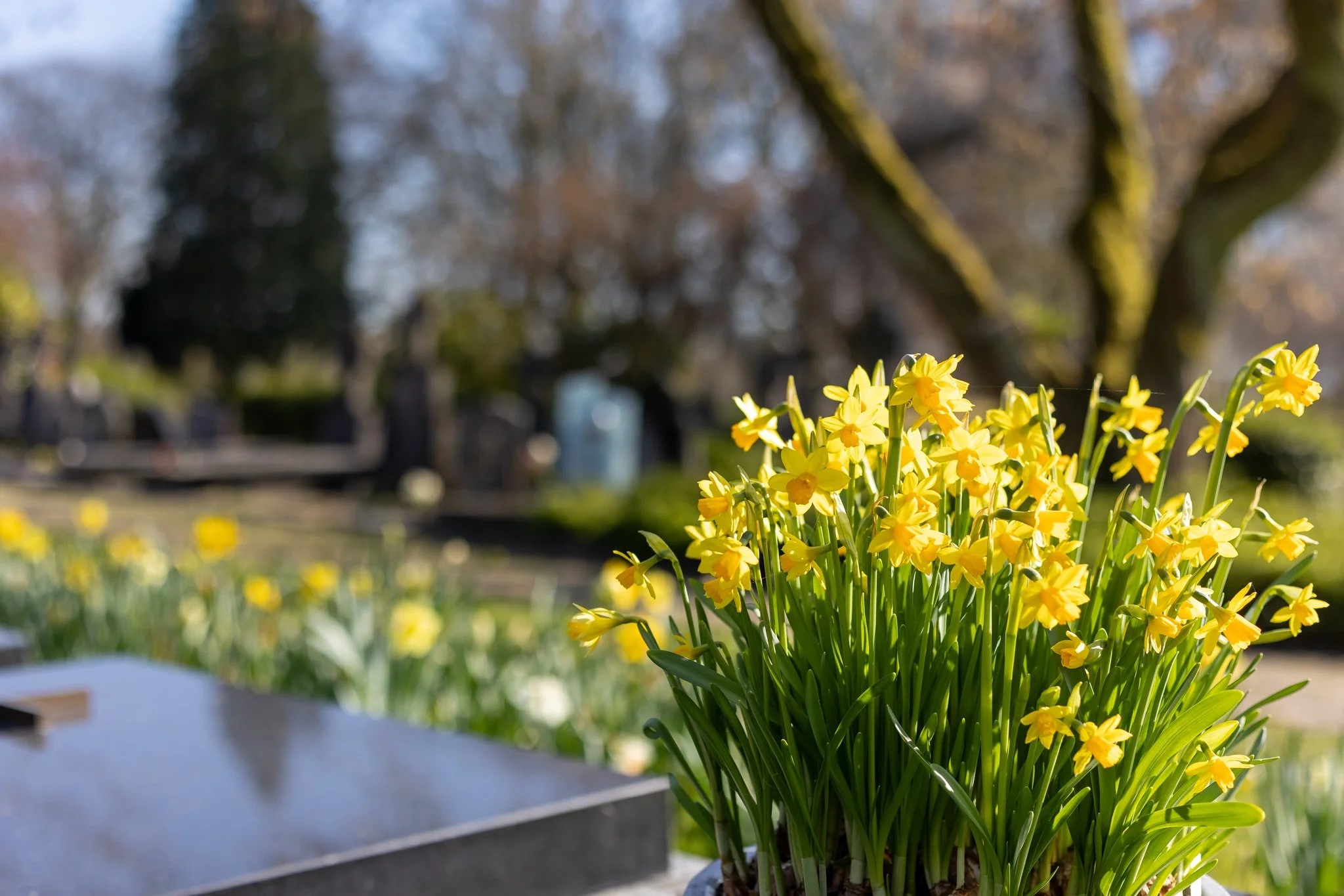 A close-up of bright yellow daffodils blooming outdoors at a cemetery with trees and blurred background.